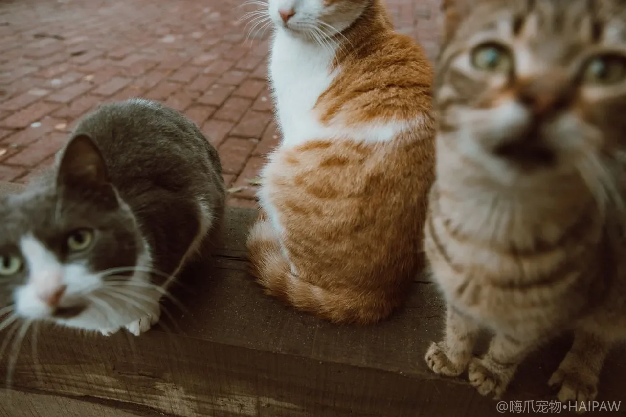 多猫家庭其中一只做完绝育后关系突然变差了怎么办？气味改变引发的排斥与重建流程