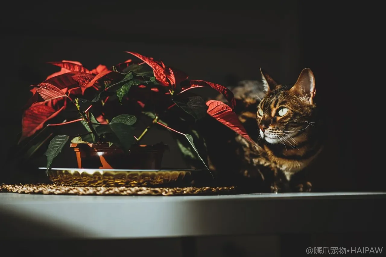 家里到底能养几只猫才不出问题？从空间资源到照料精力看多猫家庭的承载上限