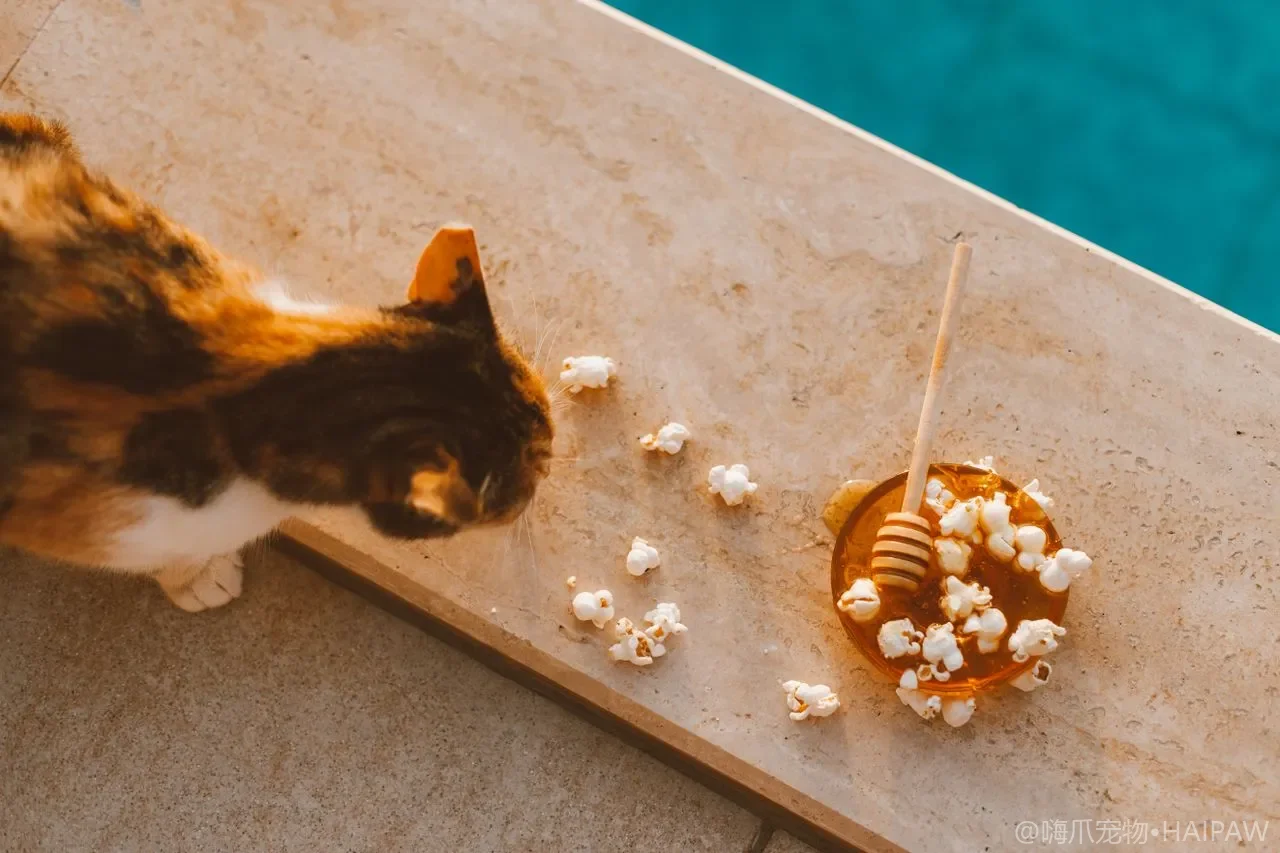 新猫到家被原住民哈气怎么办？从隔离期到资源分配的多猫合笼完整节奏指南