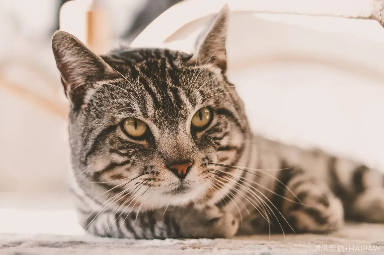 新猫到家被原住民哈气怎么办?从隔离期到资源分配的多猫合笼完整节奏指南 新猫到家被原住民哈气怎么办?从隔离期到资源分配的多猫合笼完整节奏指南