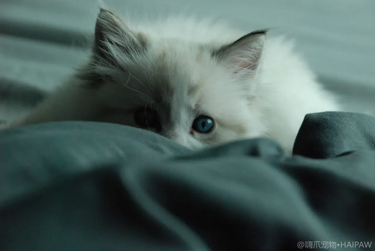 新猫到家被原住民哈气怎么办?从隔离期到资源分配的多猫合笼完整节奏指南 新猫到家被原住民哈气怎么办?从隔离期到资源分配的多猫合笼完整节奏指南