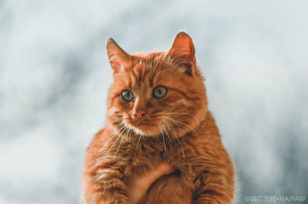 猫咪的胡须能不能剪？从触须功能看懂猫胡须护理与意外断裂的处理