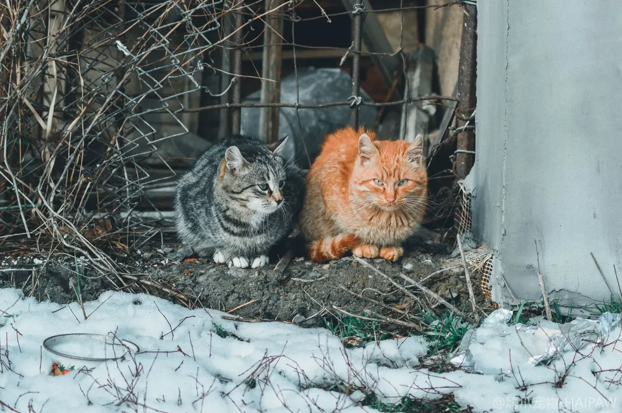 猫用梳子指甲剪怎么清洁消毒？从工具藏菌到猫癣交叉感染看美容用具的养护与更换
