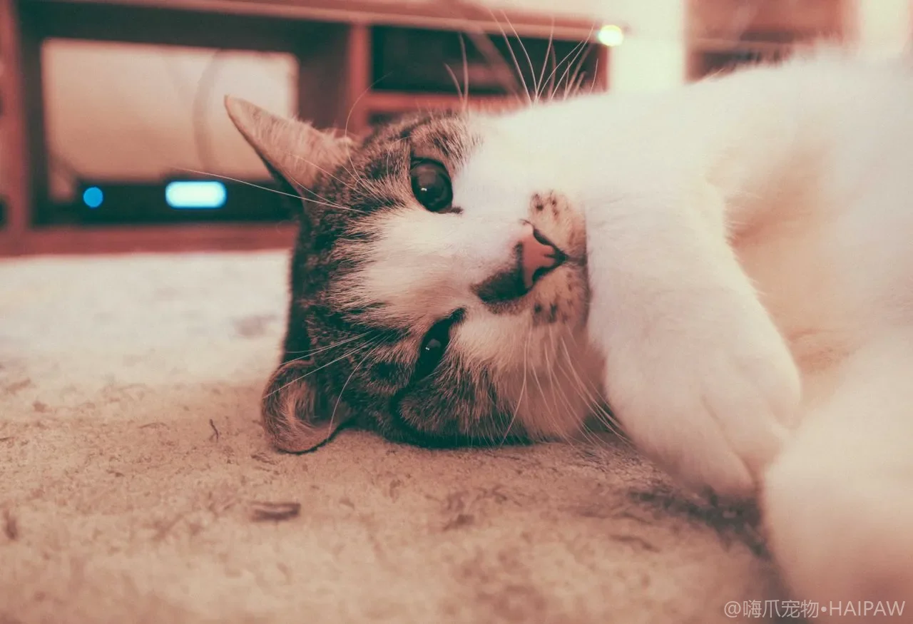 给猫咪洗澡水温多少度才安全？怕水猫的分区湿洗法与防感冒细节