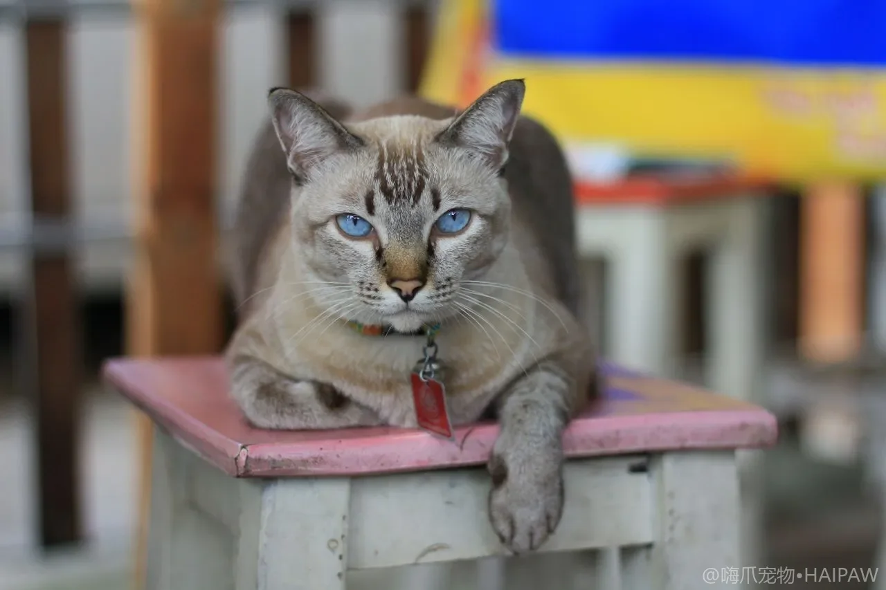 长毛猫经常吐毛球该怎么改善？从毛球形成机制看化毛方案与排毛频率安排