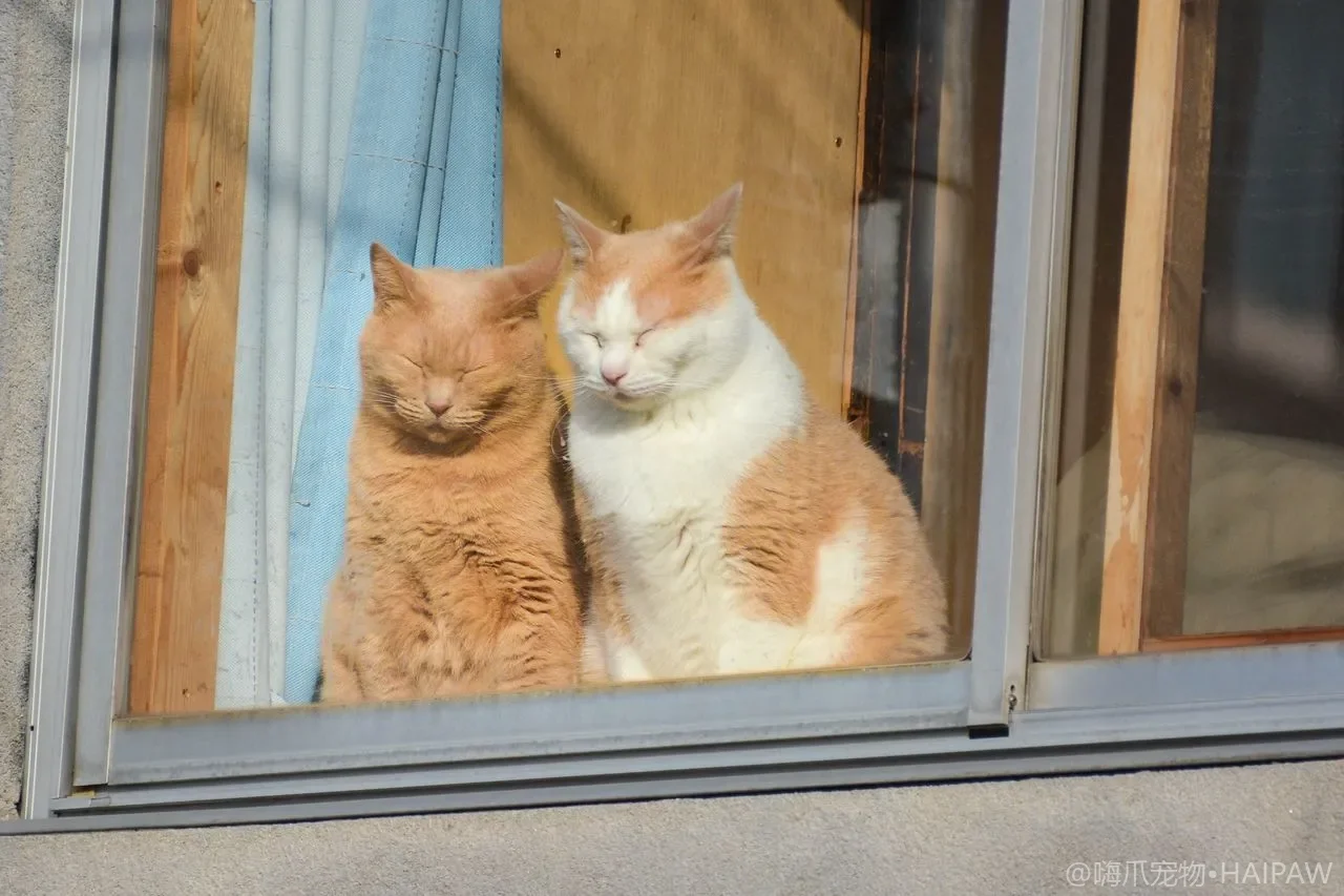 无毛猫的皮肤为什么总是油腻发黏？从出油机理到擦洗频率看斯芬克斯的日常清洁