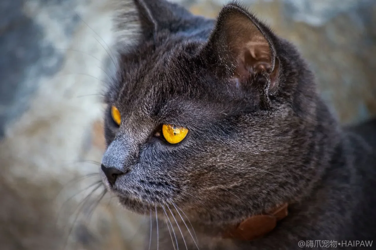 猫咪年纪不大毛就开始变白是怎么回事？从压力营养到遗传看提前白毛的原因与护理