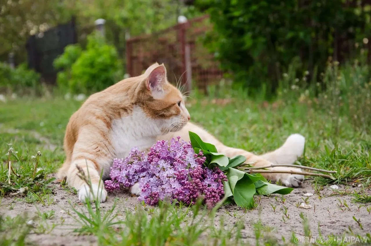 长毛猫身上摸到硬硬的毛结该怎么处理？从毛团形成到安全开结手法看长毛猫的被毛日常管理