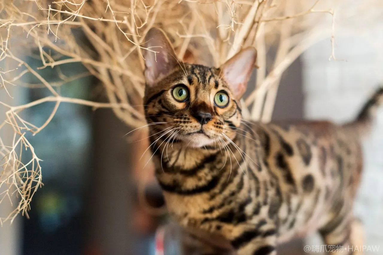 猫到底多久洗一次澡合适？水温沐浴露选择与擦干吹干的完整流程