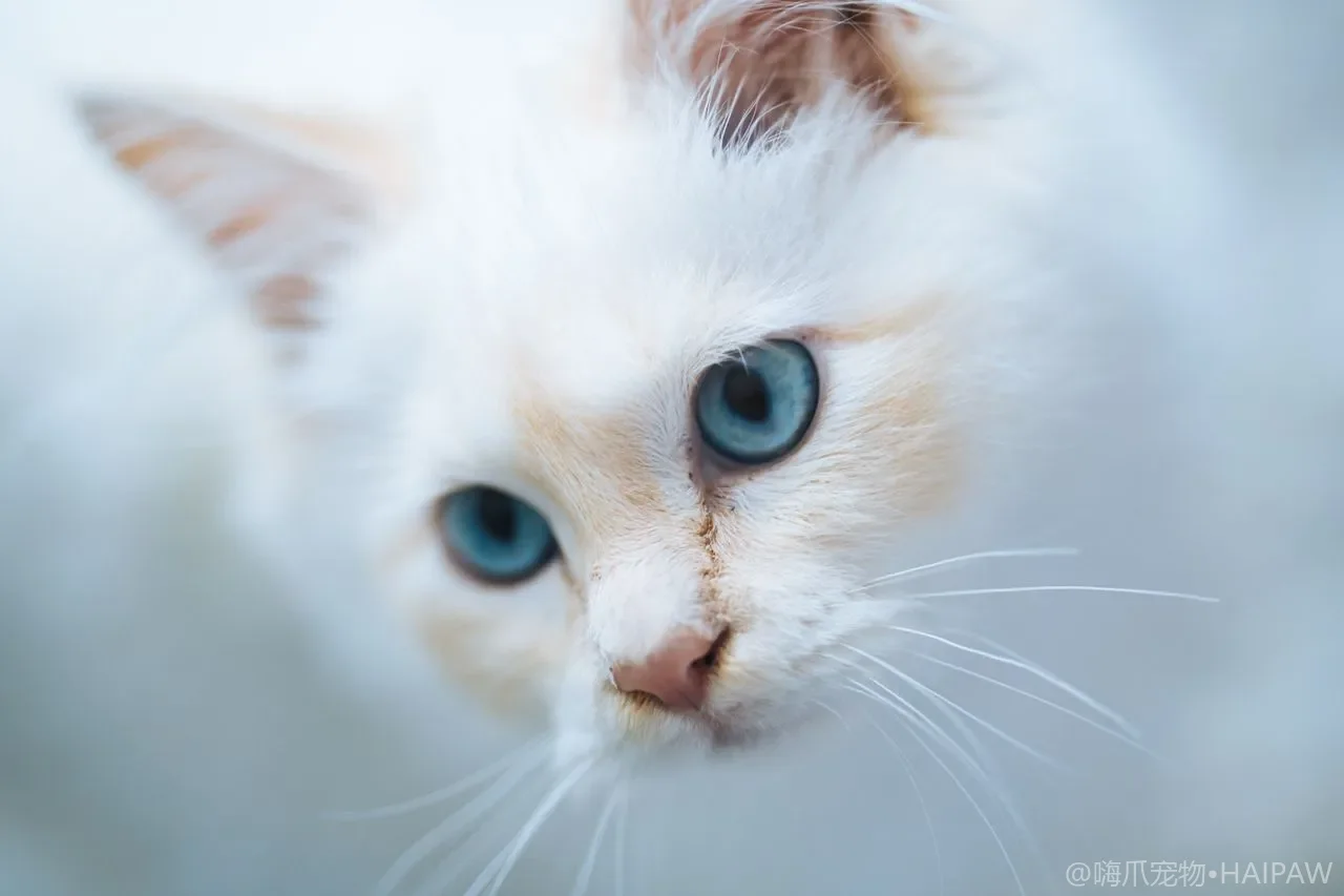 猫眼角总有分泌物和泪痕怎么办？从日常擦拭到病因排查的眼部清洁护理指南