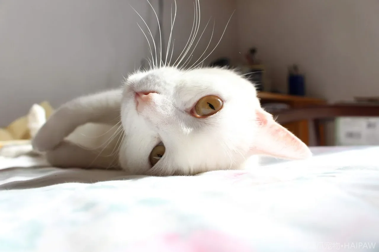 给猫清耳朵多久一次？正确手法与耳螨早期识别方法