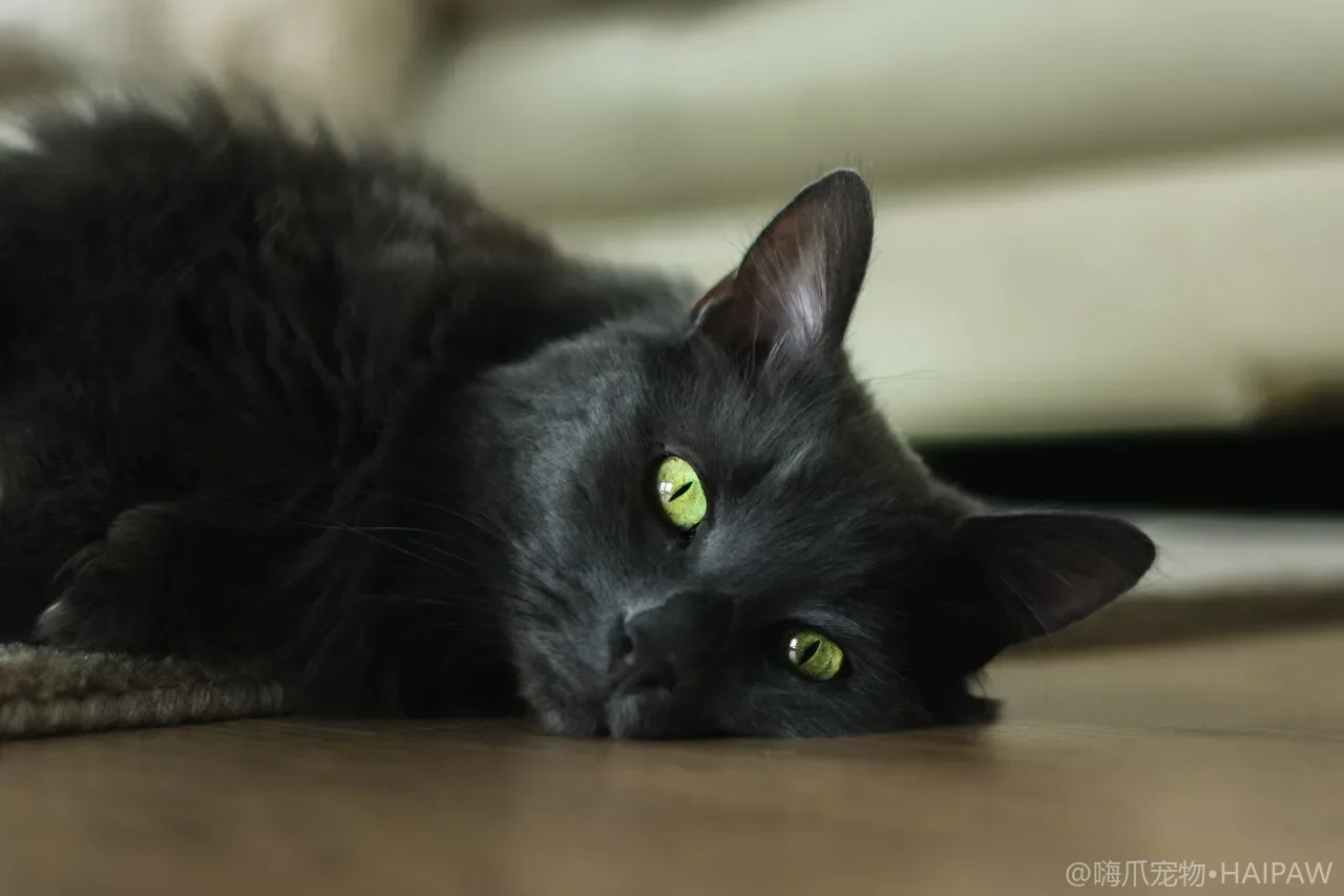 长毛猫多久梳一次毛才不会打结？日常开结与毛发保养的完整流程