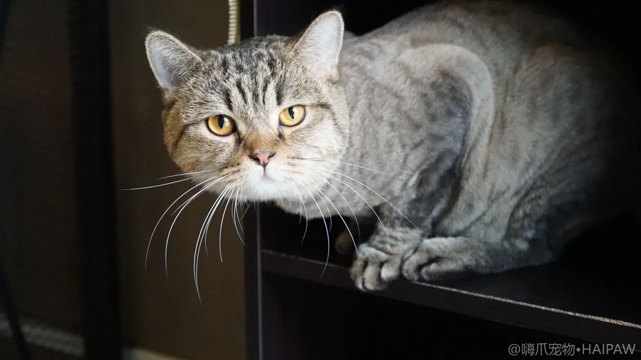 猫到底该不该洗澡？从皮肤自洁机制到吹干技巧的完整美容洗护指南