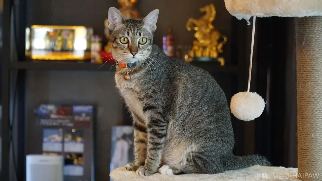 带猫坐船或去水边要穿救生衣吗？猫用救生衣的挑选、穿戴与水中适应训练
