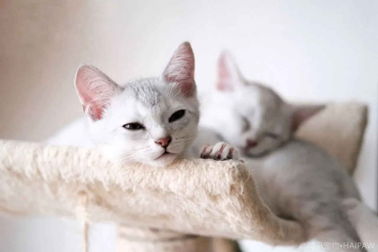猫食盆下的防溅垫该怎么选？从材质防水到防滑固定看喂食垫的避坑清单与日常清洁
