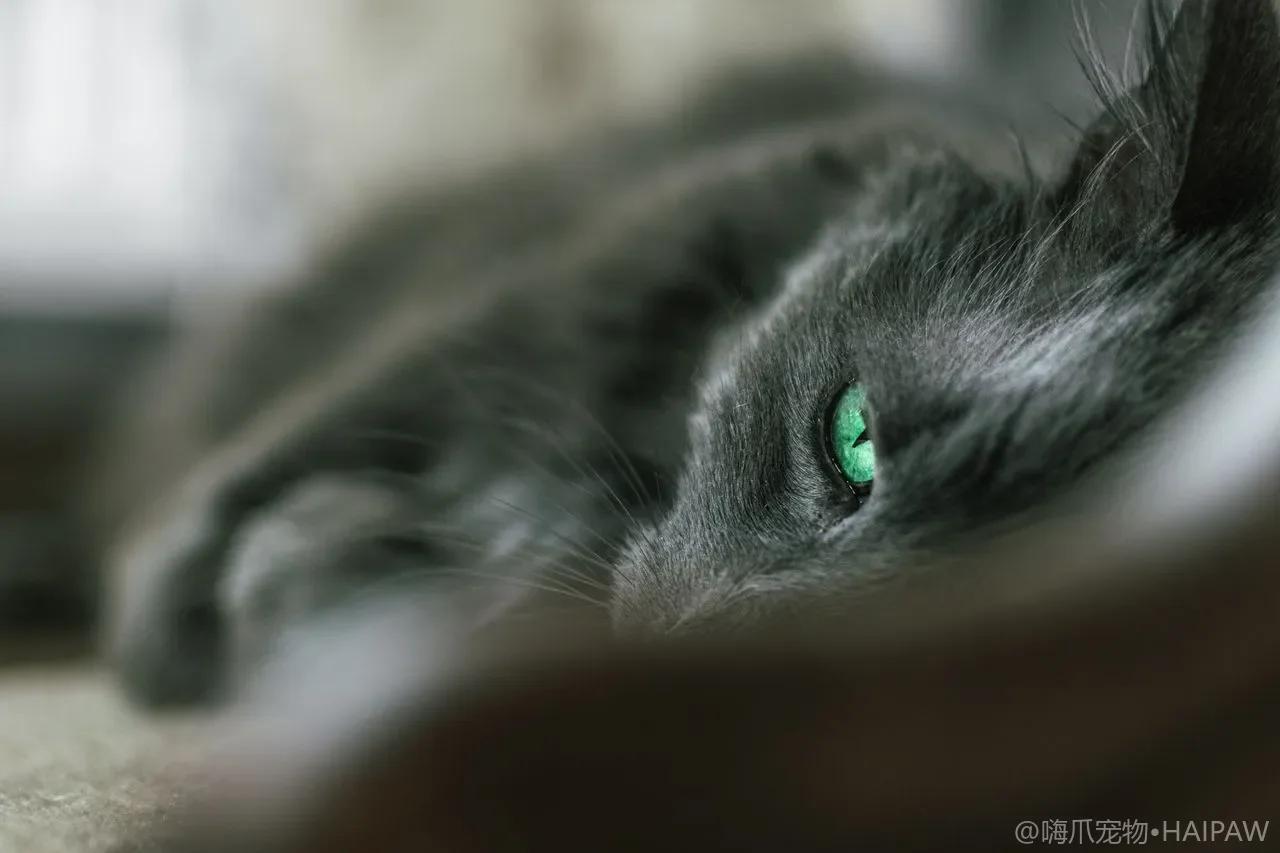 猫咪总是不睡猫窝是怎么回事？从猫的睡眠偏好看猫窝选购与摆放的正确思路
