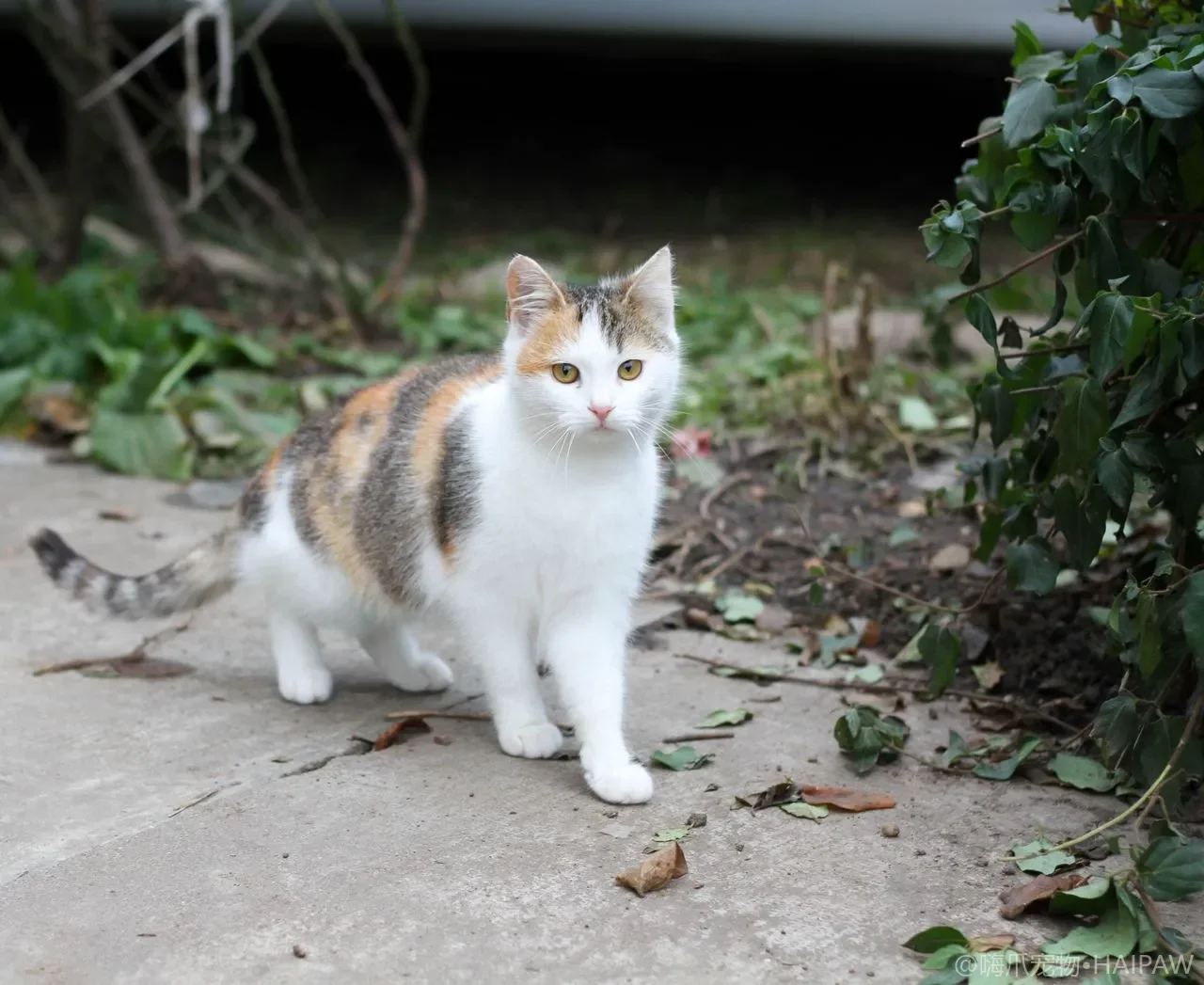 养猫到底要不要买宠物保险？从理赔范围到年费对比看猫保险值不值得买