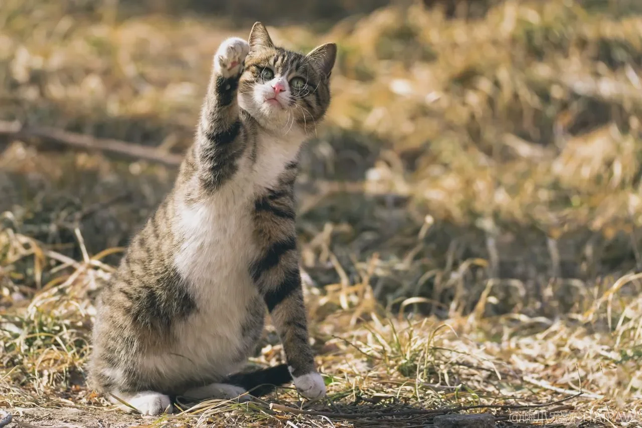 什么情况下家里需要给猫准备笼子？从术后限制活动到隔离检疫的尺寸与结构挑选