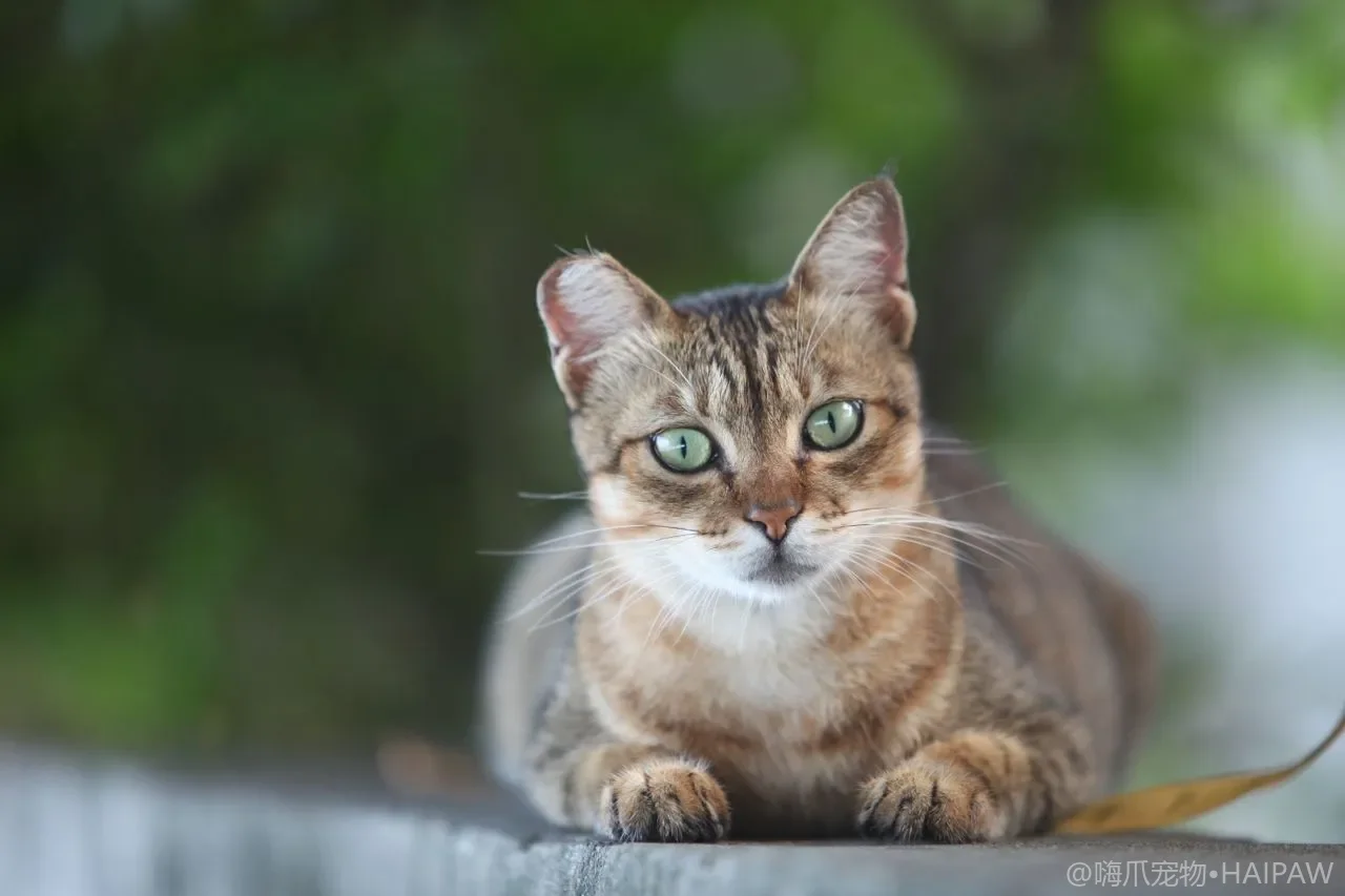给猫装的防护网和纱窗到底怎么选才牢靠？从材质承重到安装方式看防坠装备的挑选