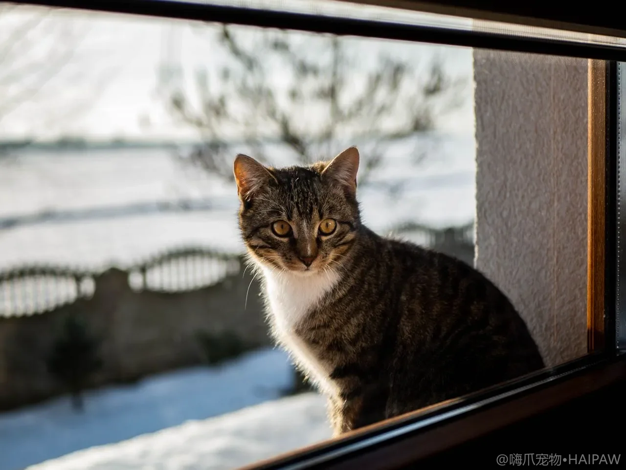 猫窝买哪种猫才肯睡？材质形状与摆放位置的挑选及避坑要点