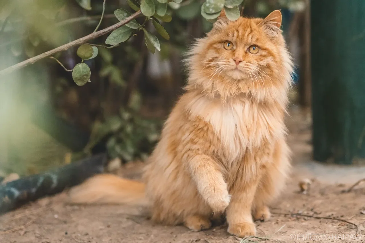 猫航空箱和猫包怎么选？外出就医与出行安全的选购指南