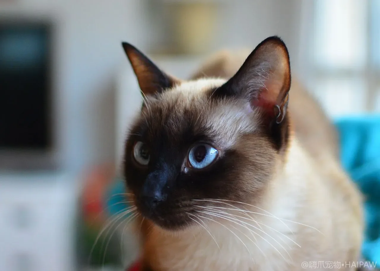 猫爬架怎么选才不踩坑？从稳固性材质到摆放位置的选购与布置实战
