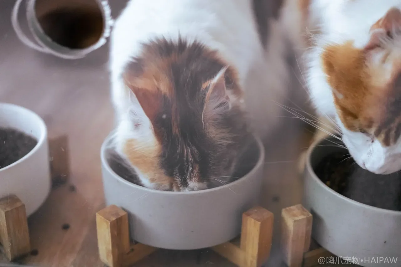猫爬架怎么选不踩雷？从空间测量到材质结构的六维度选购决策指南