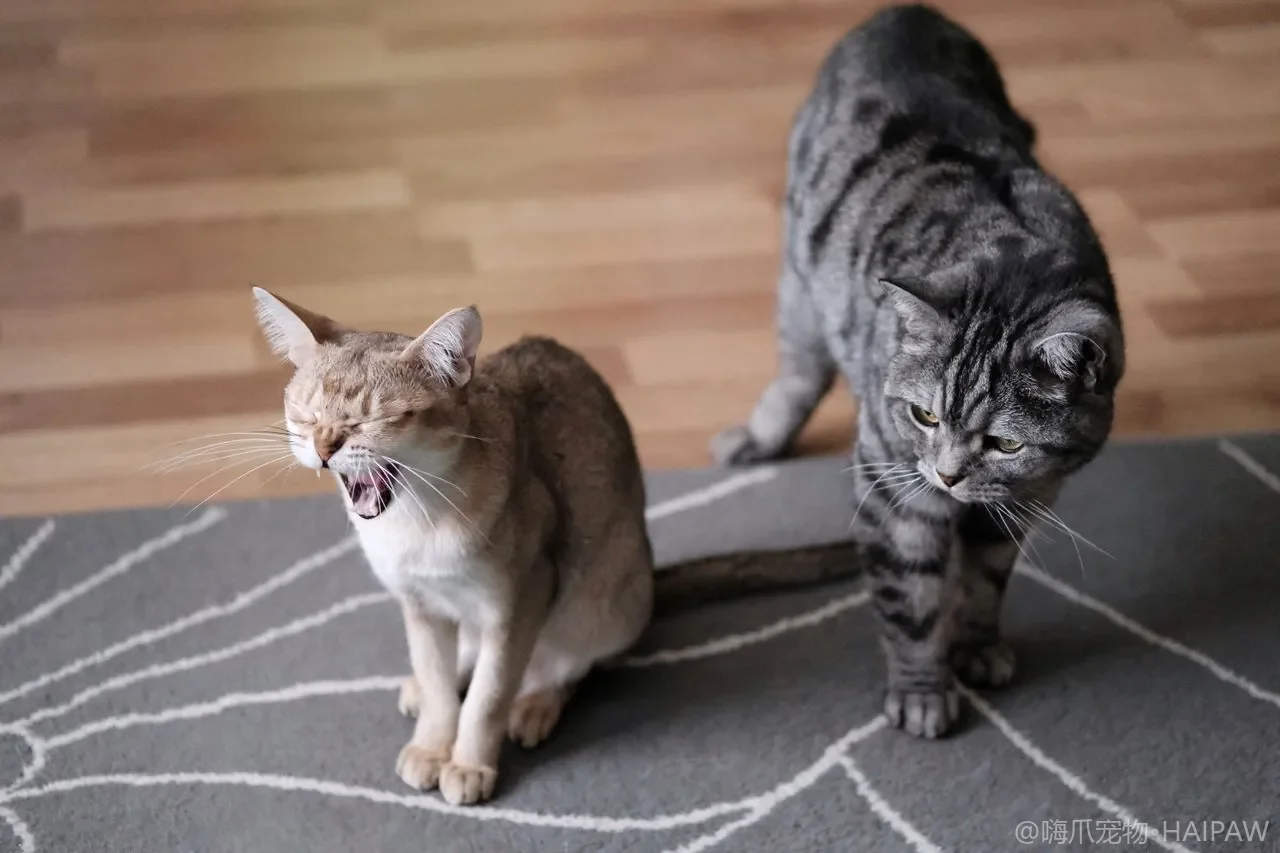猫窗台栖息台怎么选？窗台吊床与晒太阳位的选购安装安全