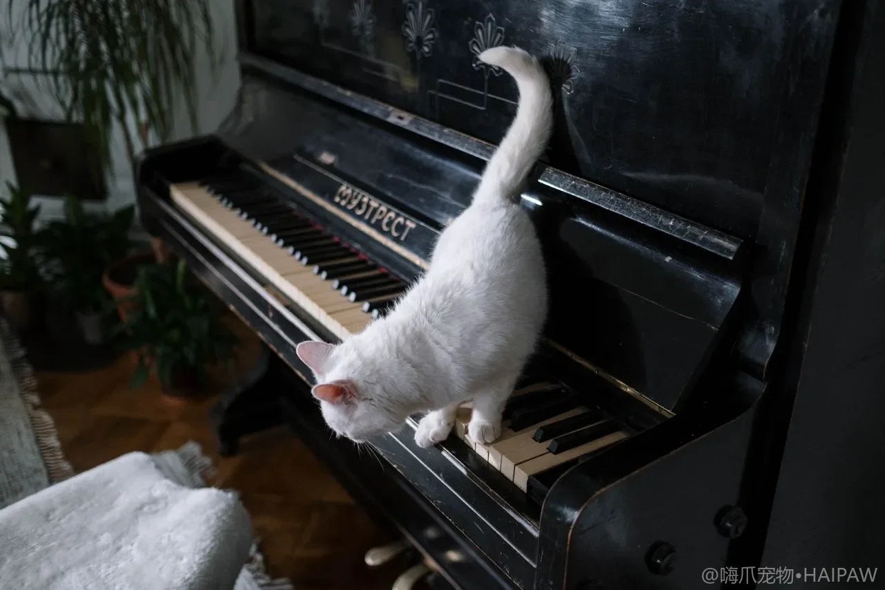 猫咪行为解读大全：12种动作背后的真实含义｜养猫必读