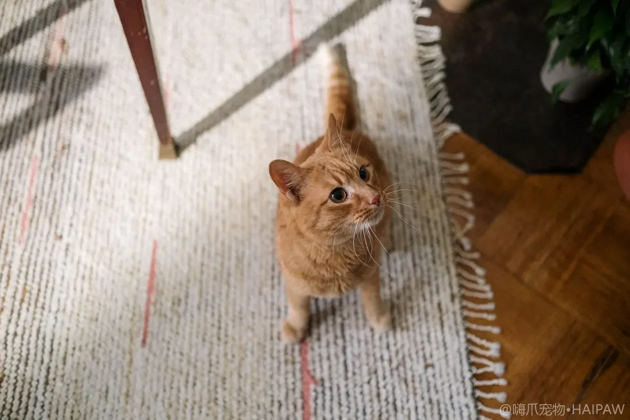 猫咪行为解读大全：12种动作背后的真实含义｜养猫必读