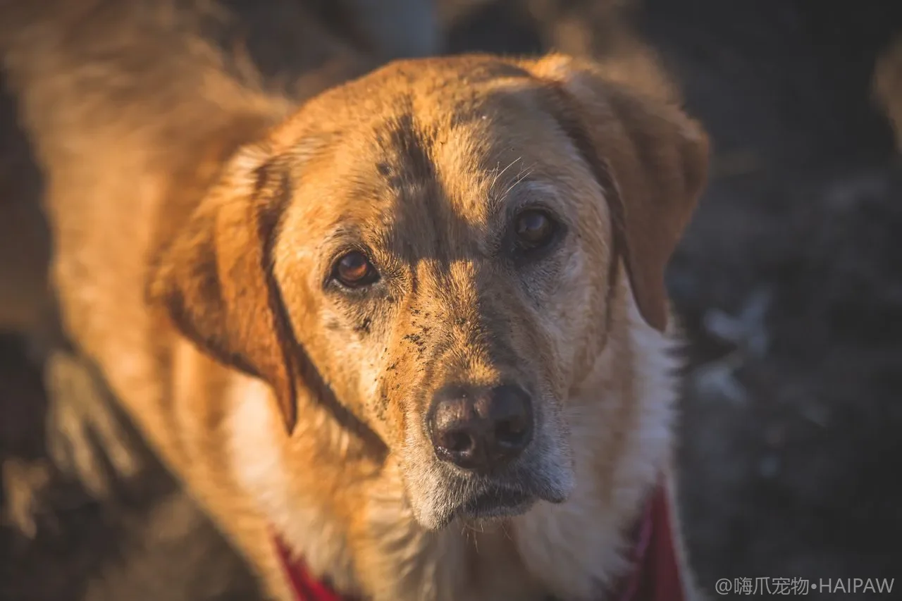 狗狗定点如厕训练完全指南：从幼犬期到成犬的分阶段训练方法