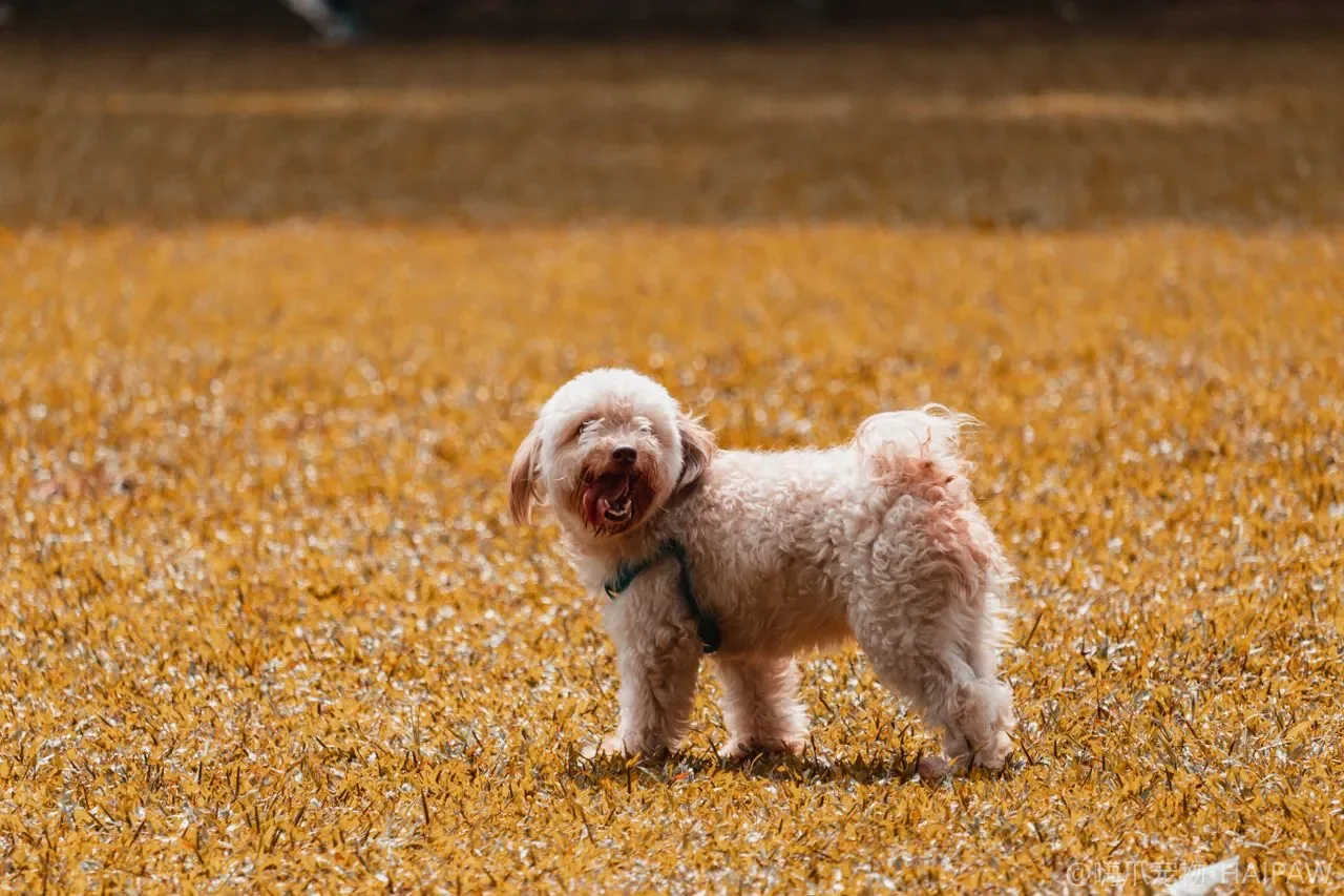你的狗每天需要遛多久？不同犬种运动量需求与户外敏捷训练入门指南