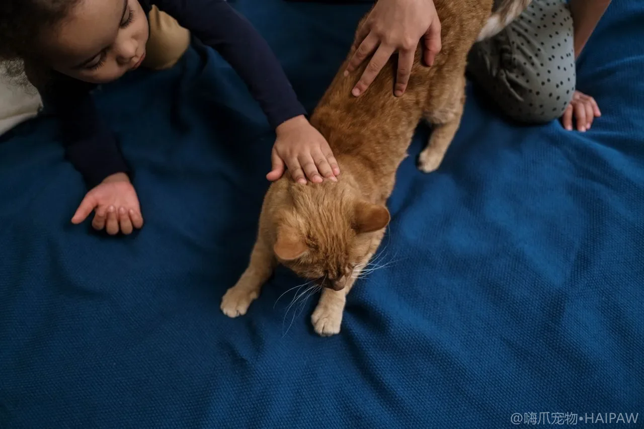 猫咪行为解读大全：读懂主子的肢体语言，告别养猫误区