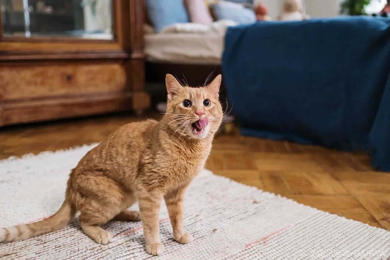 猫身上有白色皮屑是病吗？从原因到护理，轻松改善皮屑困扰