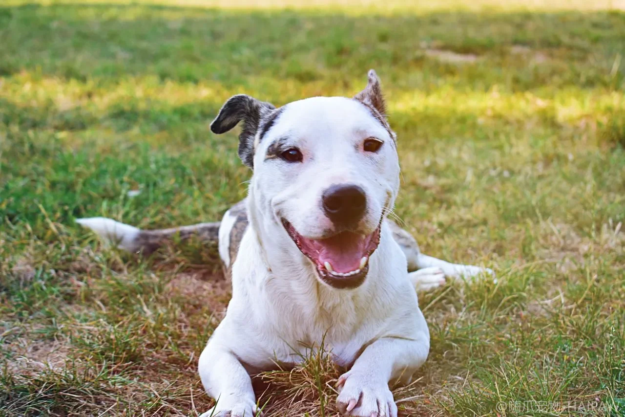 母犬怀孕哺乳怎么喂？从孕期加粮到断奶过渡的营养管理完整指南