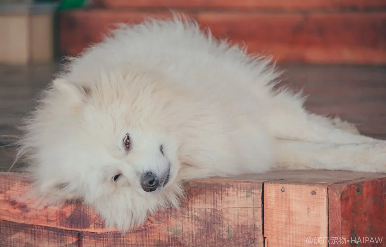 老狗饭量变了？老年犬营养需求、软硬粮选择与喂养调整完整指南