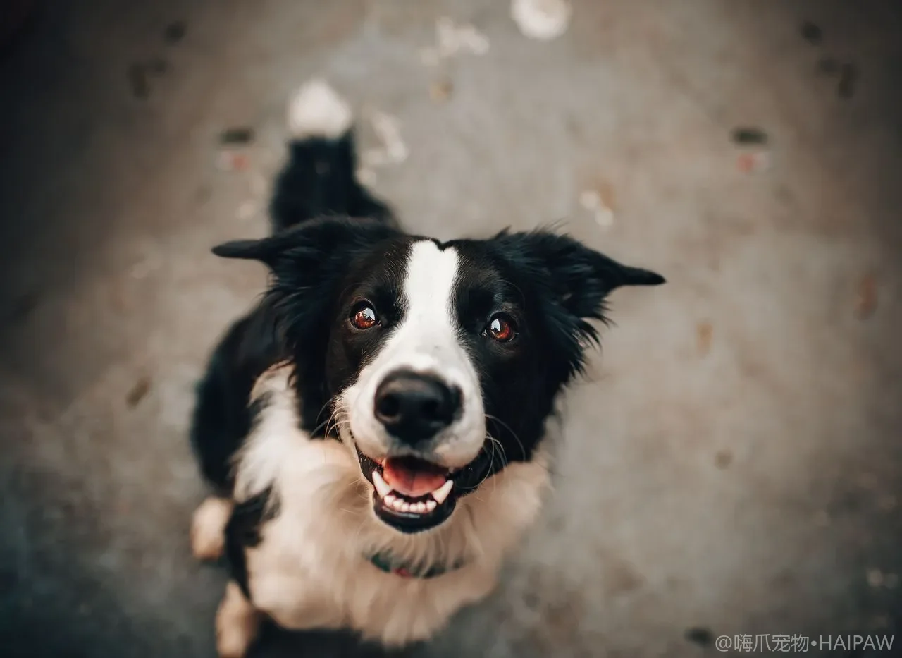 狗狗老追着自己尾巴转圈?刻板行为的成因排查与干预方法完整指南 狗狗老追着自己尾巴转圈?刻板行为的成因排查与干预方法完整指南