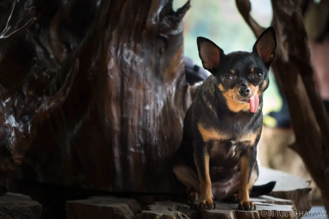 双层被毛犬千万别剃光：错误剃毛的危害与科学护毛洗护完整指南