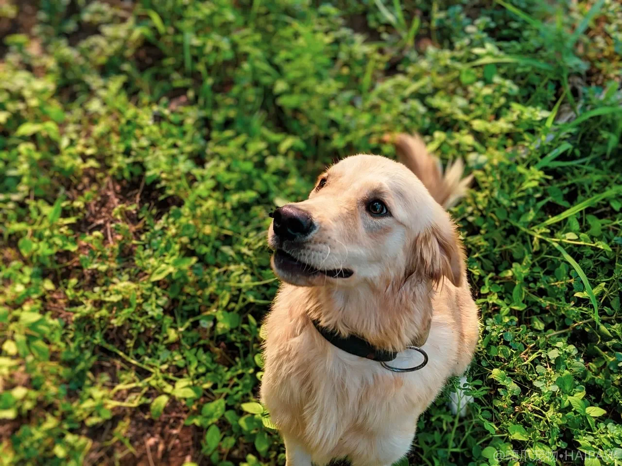 骑车或滑板车带狗跑？体力犬有氧运动的装备、训练与安全完整指南