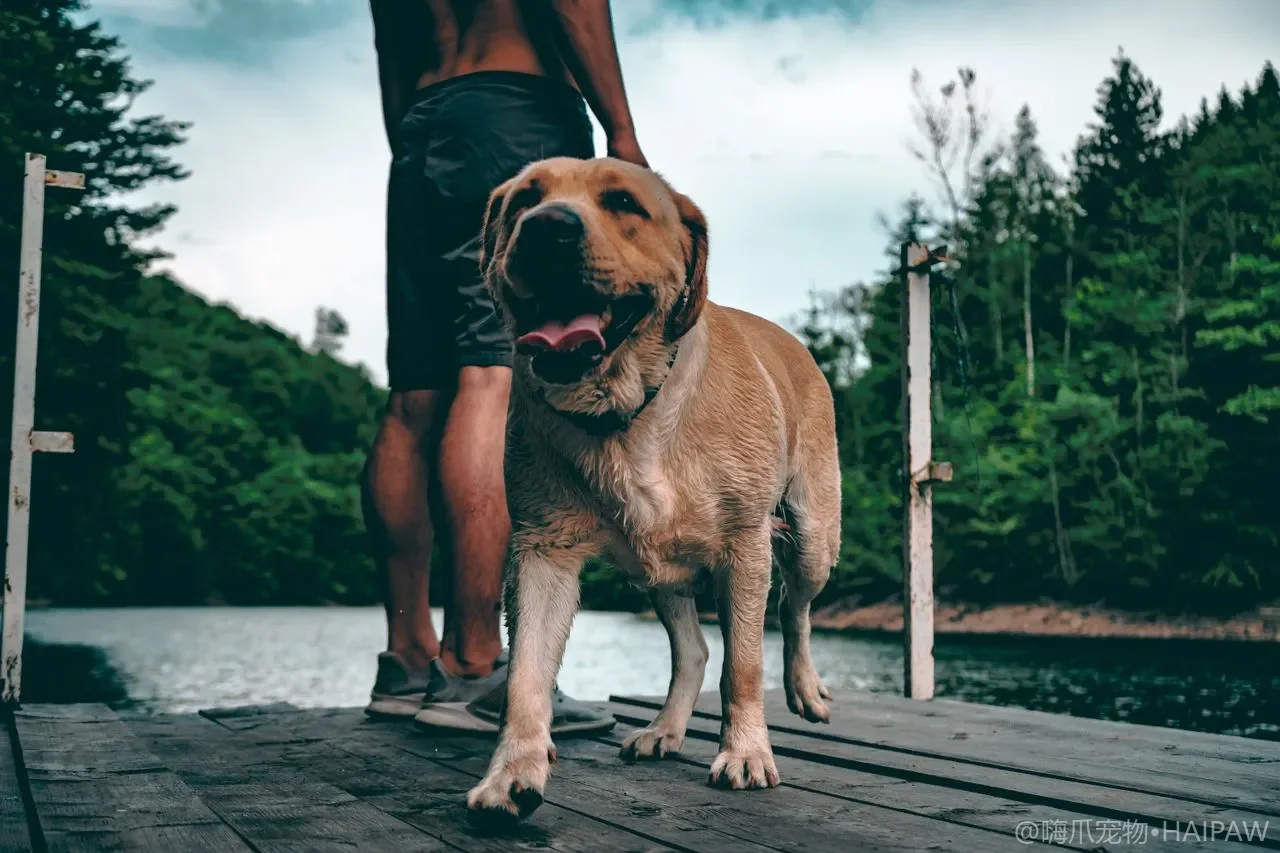 宠物推车与外出背包怎么选？老年犬幼犬出行载具完整选购指南