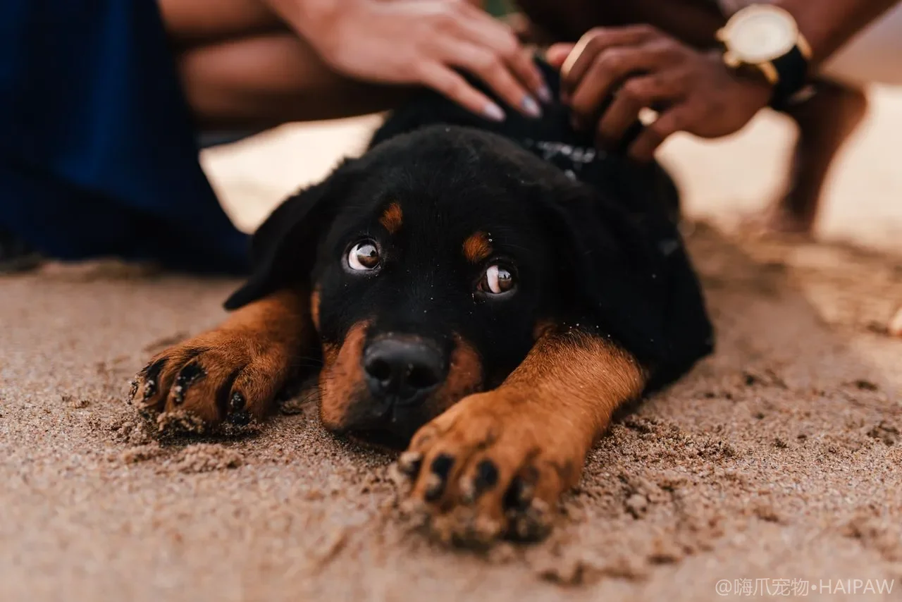 一手拖两只总打结？多犬同行遛弯管理与安全完整指南