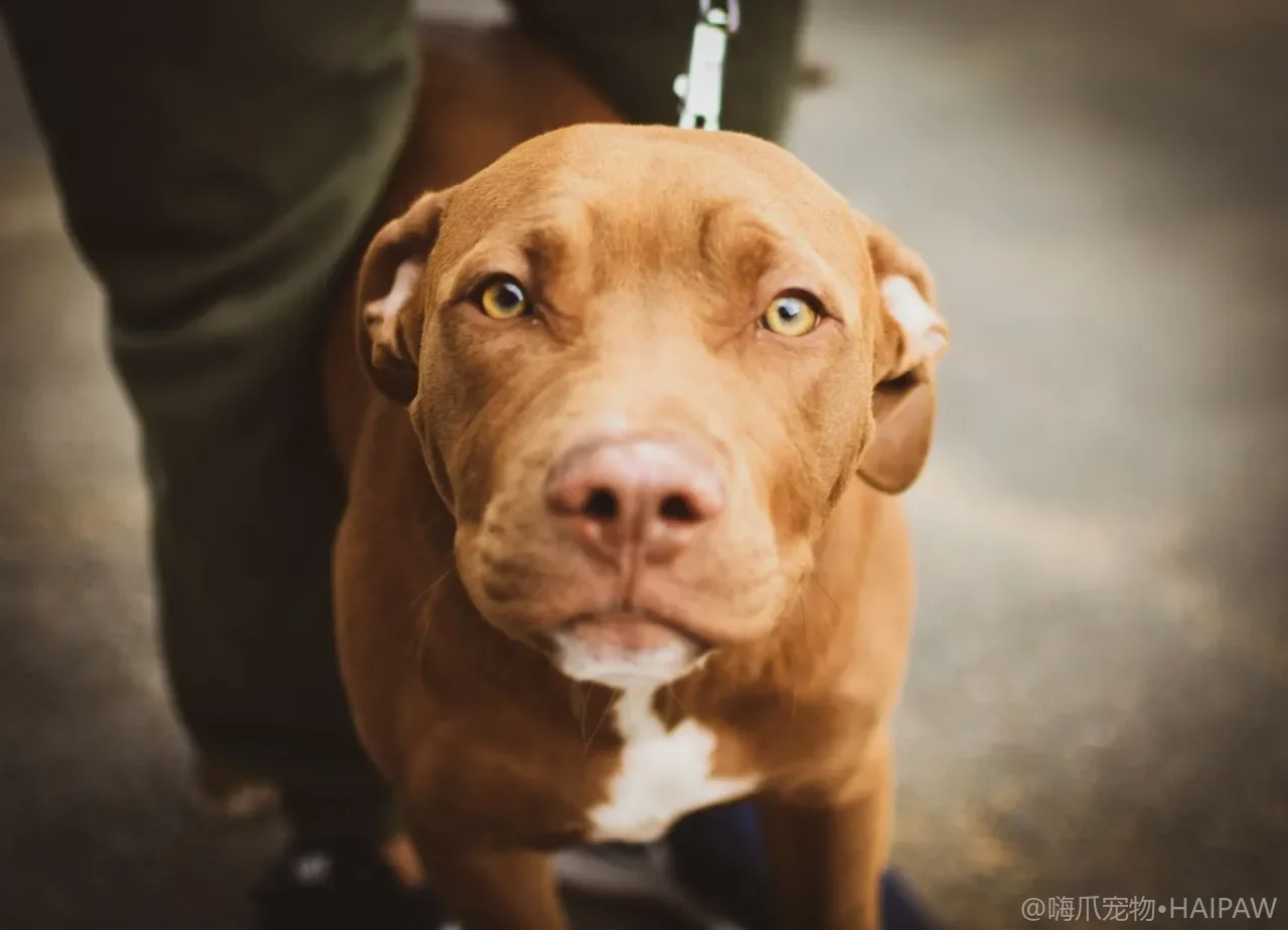 狗狗居家防摔防滑与行动辅助：老年犬、术后犬的地面楼梯安全改造