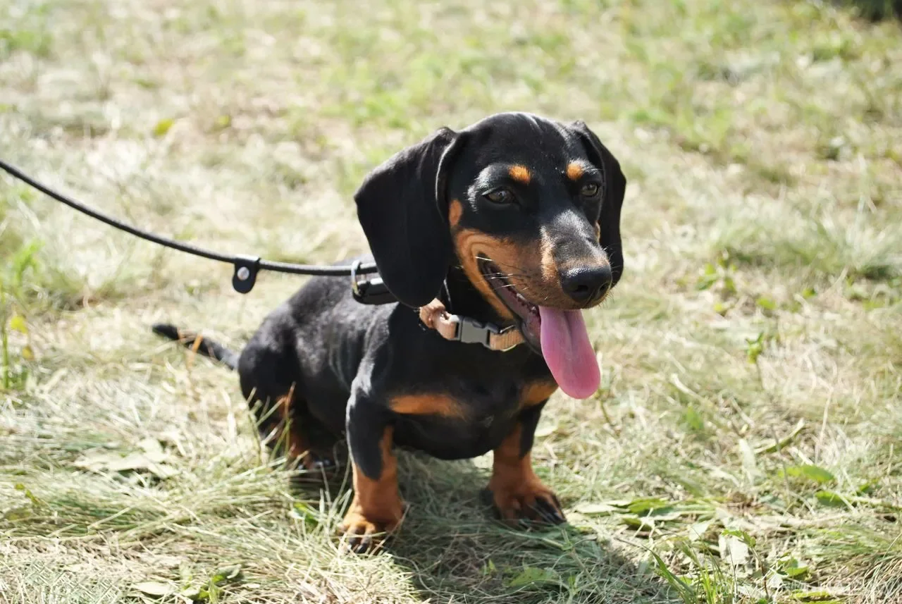 狗狗玩飞盘与接飞盘训练：从幼犬到成犬的接盘教学与关节保护