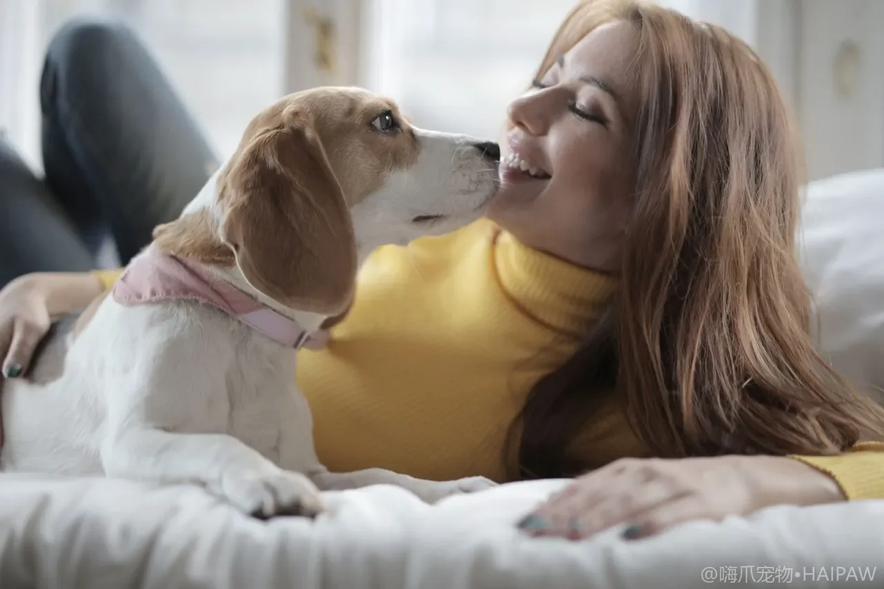 狗狗饮食营养全解析：科学选粮与精准喂养指南
