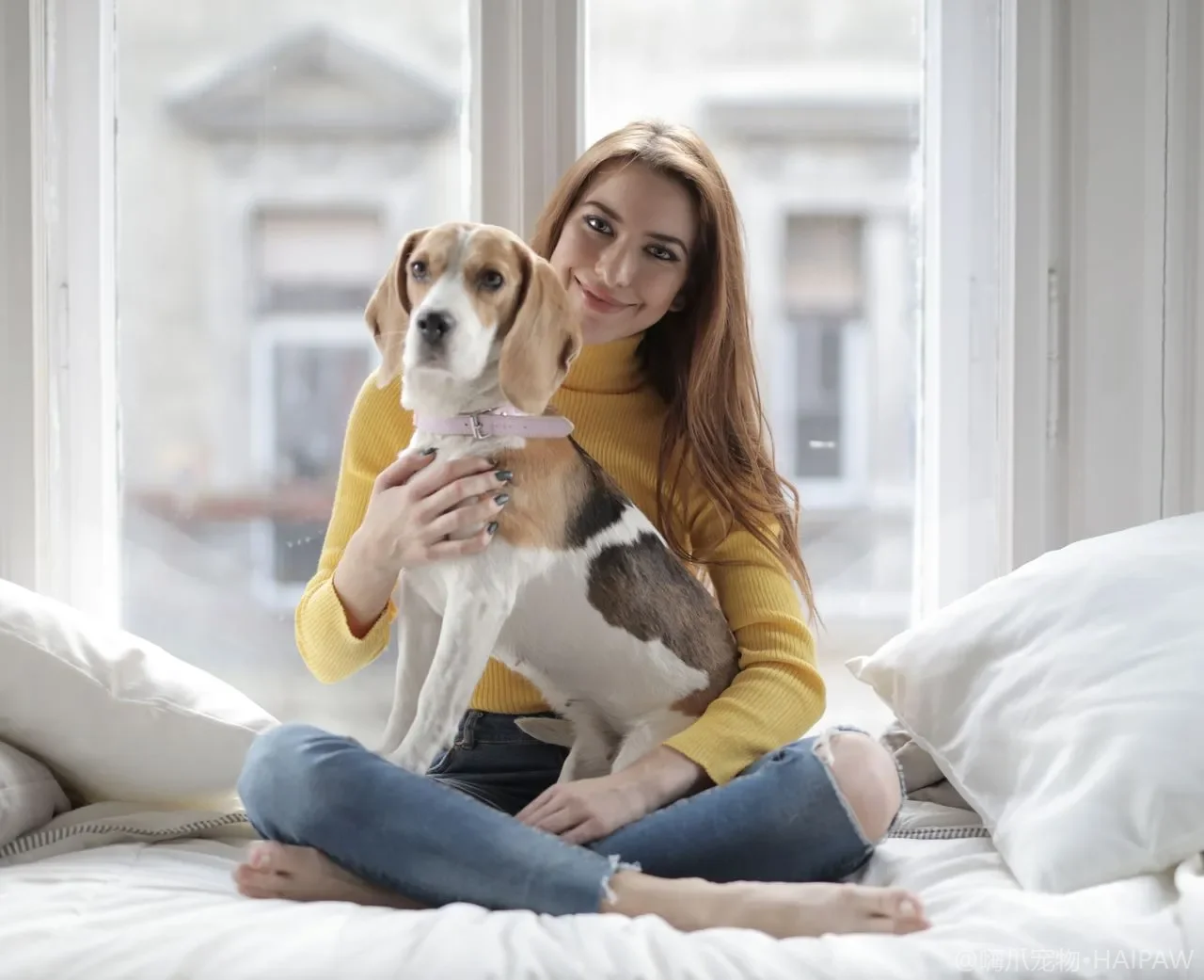 新手选犬完全指南——如何选择最适合你的狗狗品种