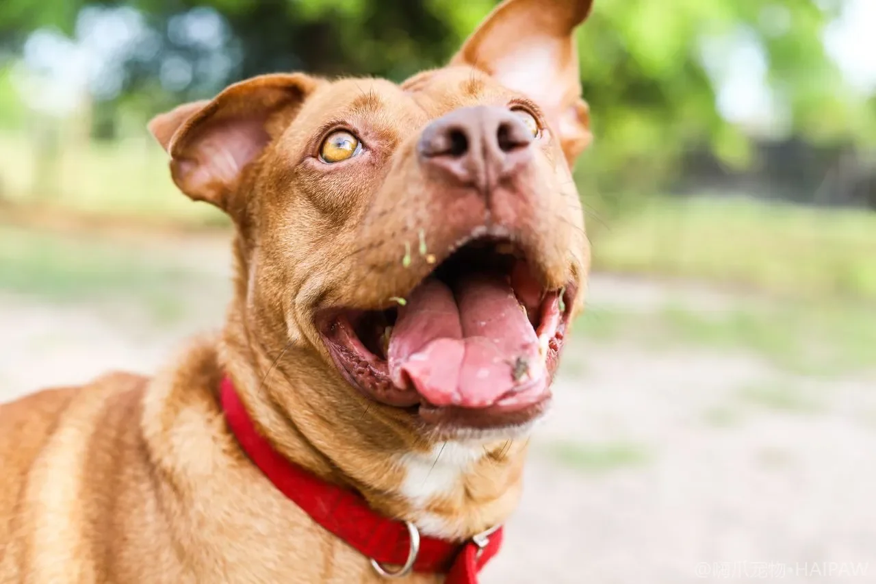 老年犬护理全指南——让爱犬安享晚年的科学养护方案
