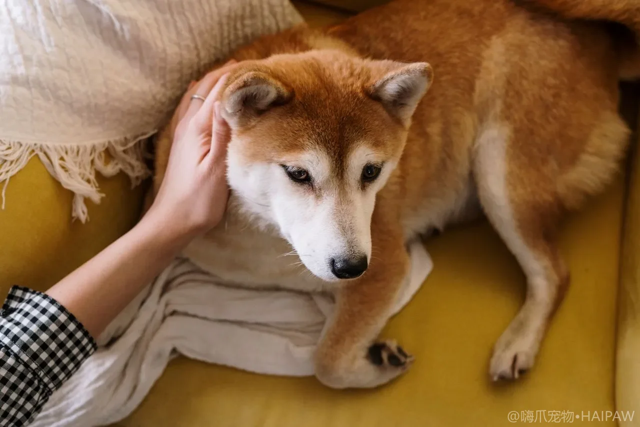 狗狗牵引绳与胸背带选购全指南：从安全出行到舒适随行的科学选择
