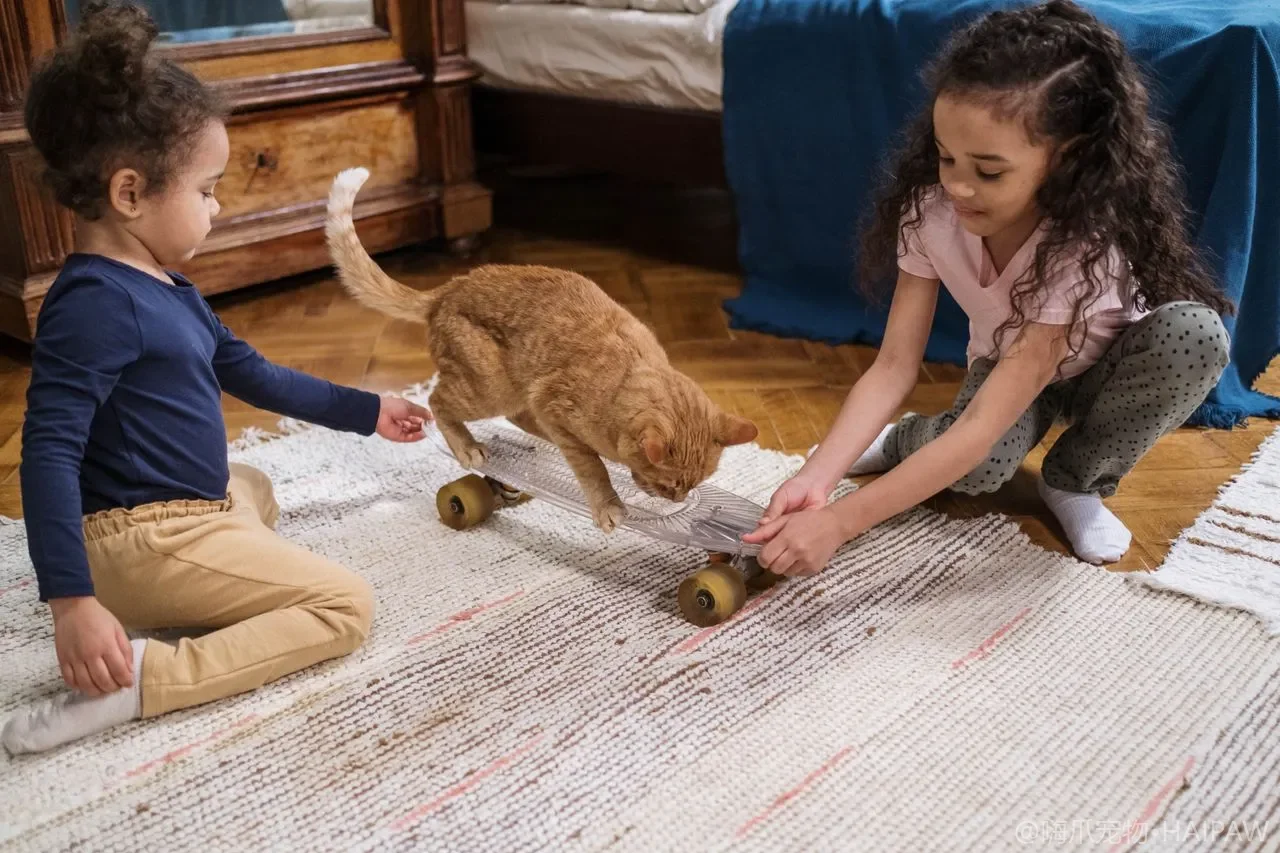 猫抓板到底买哪种材质才最好用？从瓦楞纸到剑麻木头看不同类型猫抓板的对比与选购