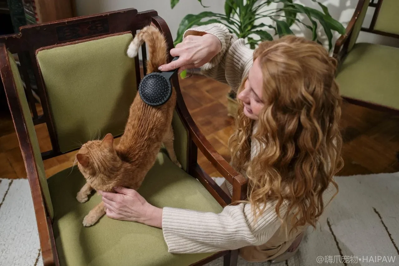 猫益生菌真的有用吗？从肠道健康到肾脏支持的完整指南