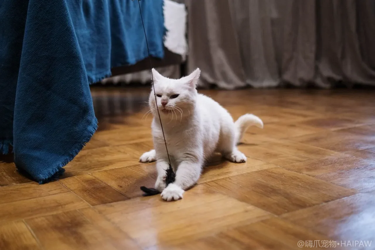 猫尾巴根部的毛特别油腻还粘在一起是怎么回事？从尾腺分泌看油性尾综合征的识别与护理